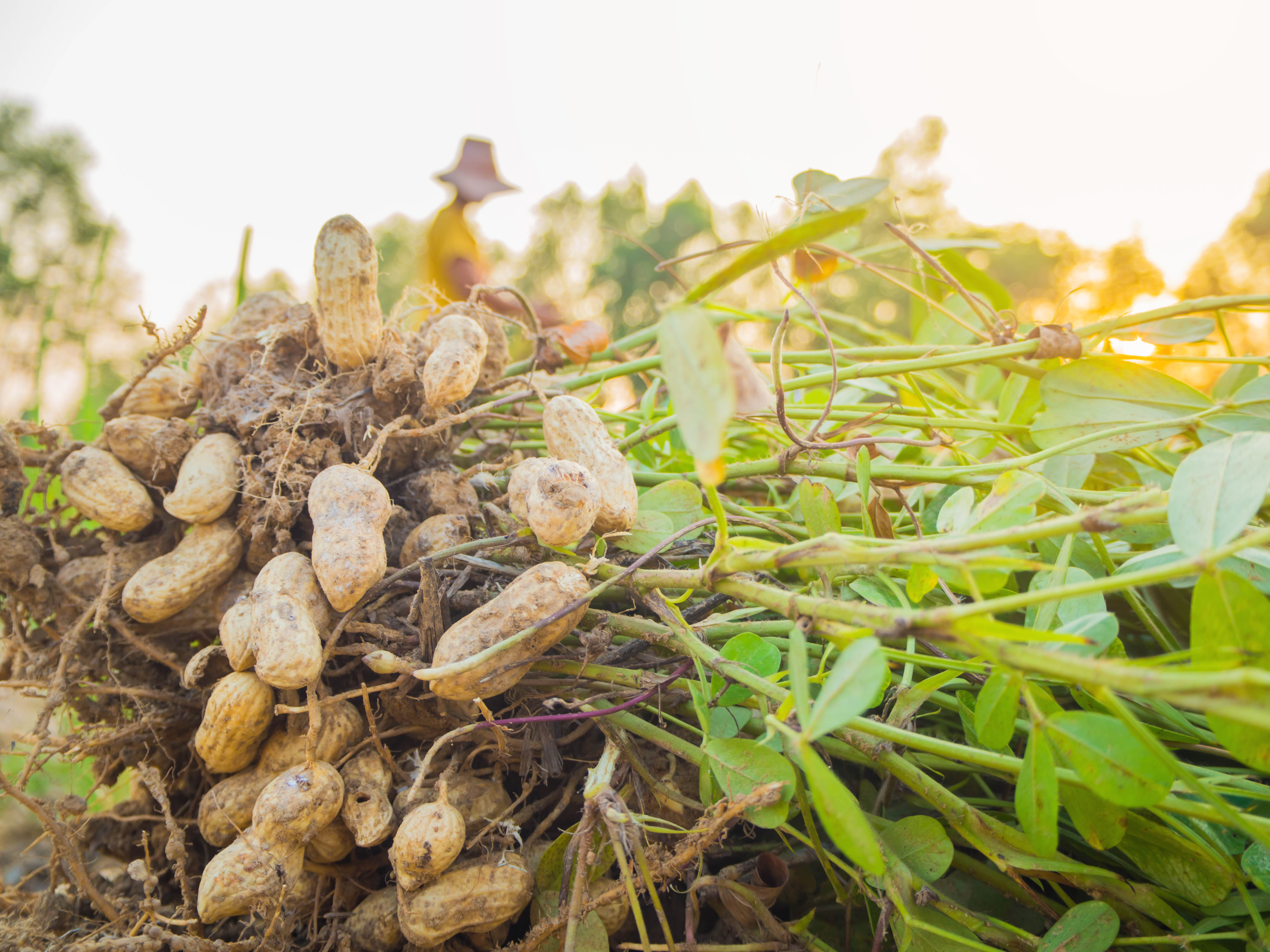 Cultura do Amendoim | Proteção de Sementes e Cultivo na Plantação e